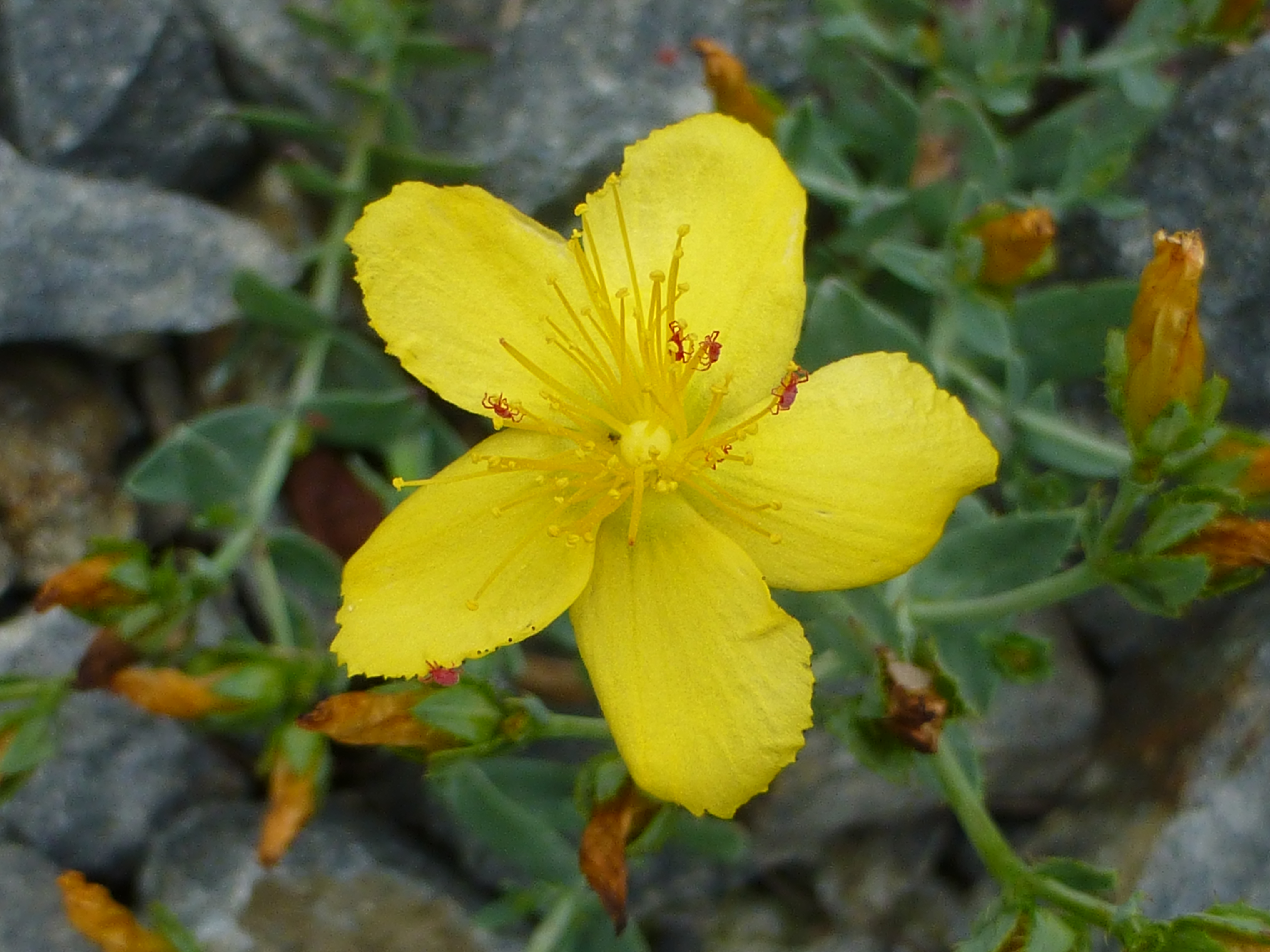 Hypericum kazdaghensis photo
